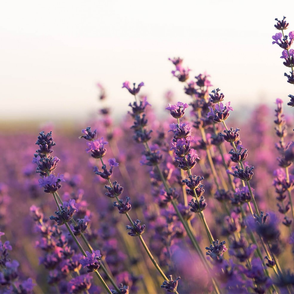 Campo di lavanda - set di palline da bagno