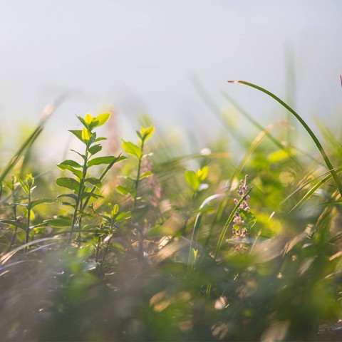 Zioła i cytrusy - naturalne kule kąpielowe