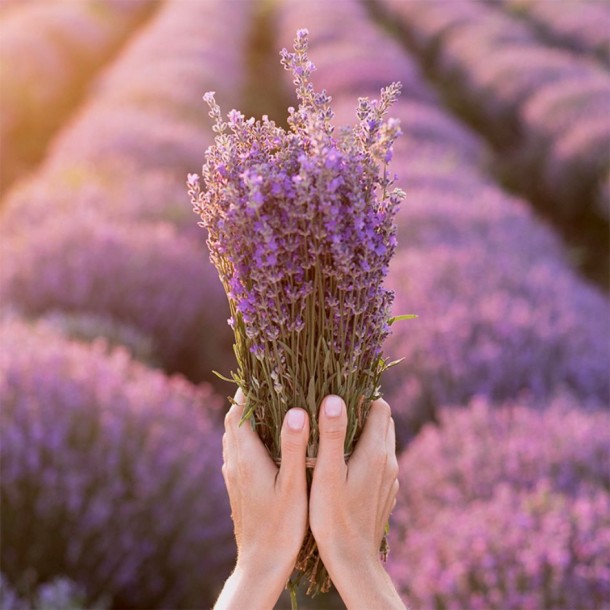 LAVANDA FRESCA - CANDELA PROFUMAT 2
